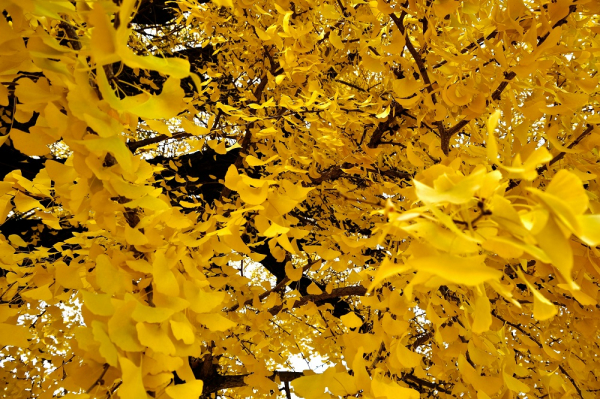 一般のお客様修理納期及び年末年始休暇について